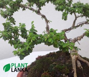 Bluebell bonsai plant (4 to 5years old)