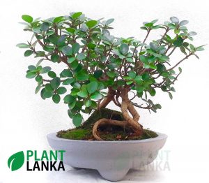 Nuga (නුග )bonsai plant (7-8 years old)