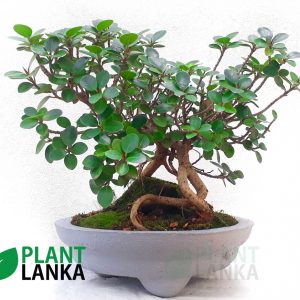 Nuga (නුග )bonsai plant (7-8 years old)