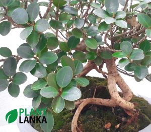 Nuga (නුග )bonsai plant (7-8 years old)