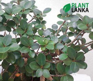 Nuga (නුග )bonsai plant (7-8 years old)