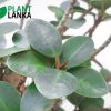 Nuga (නුග )bonsai plant (7-8 years old)