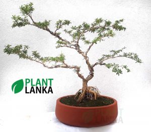 Bluebell bonsai plant (7 to 8 years old) Blooms a purple color flower.