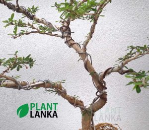 Bluebell bonsai plant (7 to 8 years old) Blooms a purple color flower.