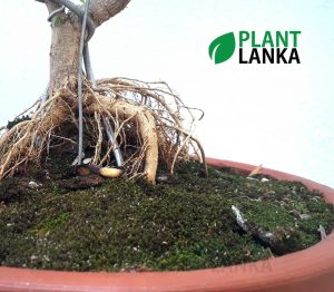 Bluebell bonsai plant (7 to 8 years old) Blooms a purple color flower.