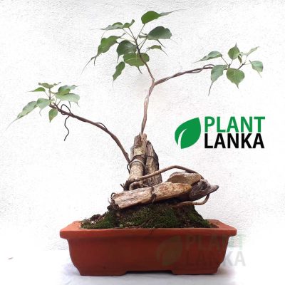 Boo Bonsai plant ( 4- 5 years old)