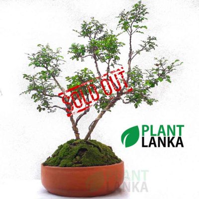 Akteriya (ඇක්ටේරියා) bonsai plant. 5-6 years old - Blooms a white flower