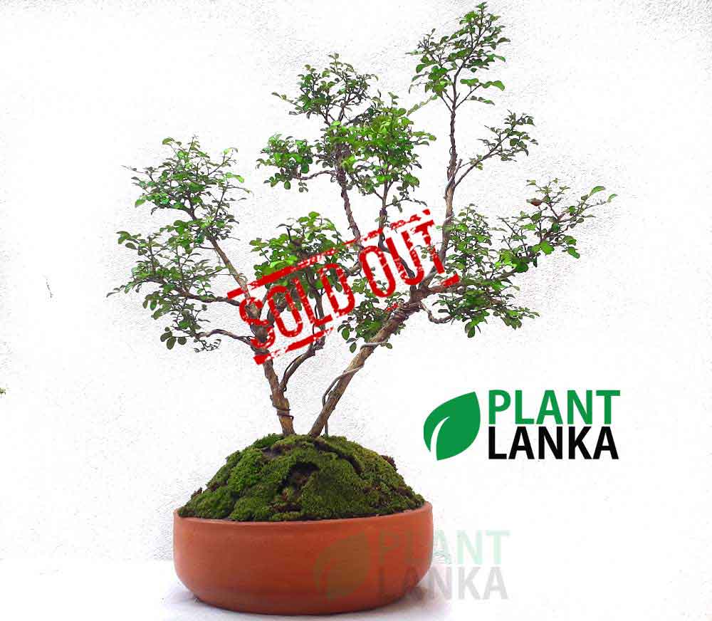 Akteriya (ඇක්ටේරියා) bonsai plant. 5-6 years old - Blooms a white flower Akteriya (ඇක්ටේරියා) bonsai plant. 5-6 years old - Blooms a white flower