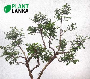 Akteriya (ඇක්ටේරියා) bonsai plant. 5-6 years old - Blooms a white flower