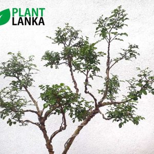 Akteriya (ඇක්ටේරියා) bonsai plant. 5-6 years old – Blooms a white flower