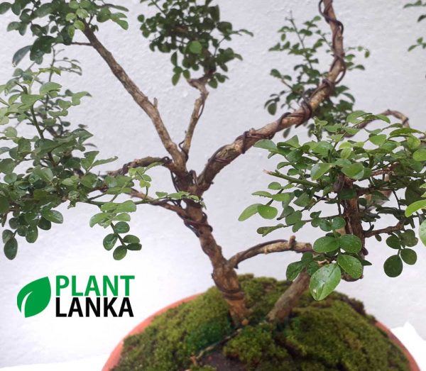 Akteriya (ඇක්ටේරියා) bonsai plant. 5-6 years old - Blooms a white flower