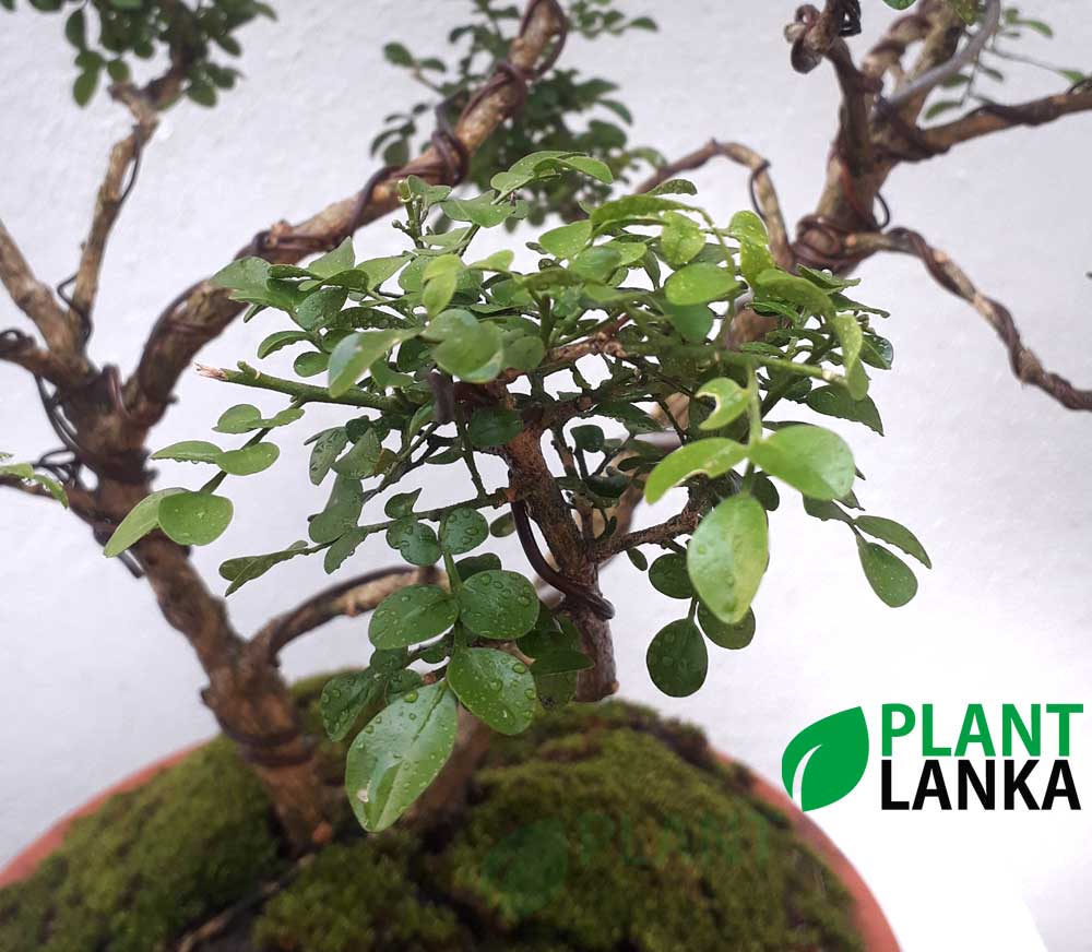 Akteriya (ඇක්ටේරියා) bonsai plant. 5-6 years old - Blooms a white flower