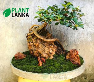 Nuga (නුග ) on the rock bonsai plant (7-8 years old)