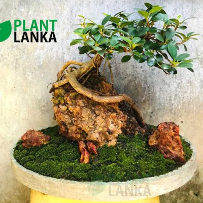 Nuga (නුග ) on the rock bonsai plant (7-8 years old)