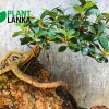 Nuga (නුග ) on the rock bonsai plant (7-8 years old)