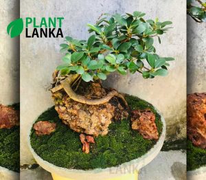 Nuga (නුග ) on the rock bonsai plant (7-8 years old)