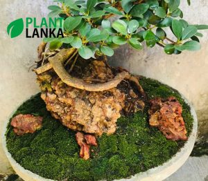 Nuga (නුග ) on the rock bonsai plant (7-8 years old)