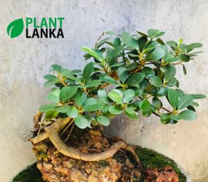 Nuga (නුග ) on the rock bonsai plant (7-8 years old)