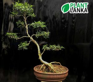 Akteriya (ඇක්ටේරියා) bonsai plant. 7-8 years old - Blooms a white flower