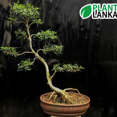 Akteriya (ඇක්ටේරියා) bonsai plant. 7-8 years old - Blooms a white flower