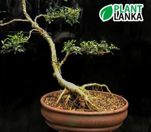 Akteriya (ඇක්ටේරියා) bonsai plant. 7-8 years old - Blooms a white flower