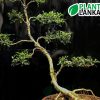 Akteriya (ඇක්ටේරියා) bonsai plant. 7-8 years old - Blooms a white flower