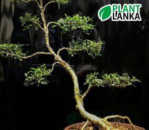Akteriya (ඇක්ටේරියා) bonsai plant. 7-8 years old - Blooms a white flower