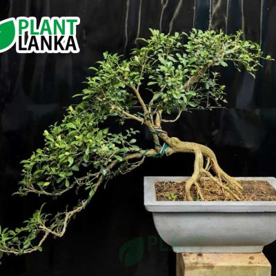 Akteriya (ඇක්ටේරියා) bonsai plant. 4-5 years old - Blooms a white flower