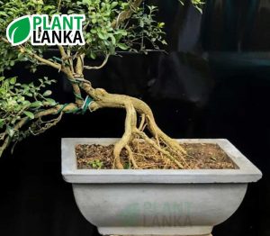 Akteriya (ඇක්ටේරියා) bonsai plant. 4-5 years old - Blooms a white flower