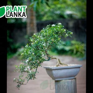 Akteriya (ඇක්ටේරියා) bonsai plant. 4-5 years old – Blooms a white flower