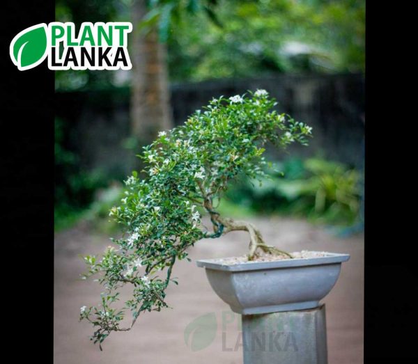 Akteriya (ඇක්ටේරියා) bonsai plant. 4-5 years old - Blooms a white flower