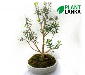 Boxwood Bonsai Plant ( 5 to 6 years old)