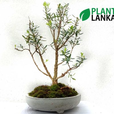 Boxwood Bonsai Plant ( 5 to 6 years old)