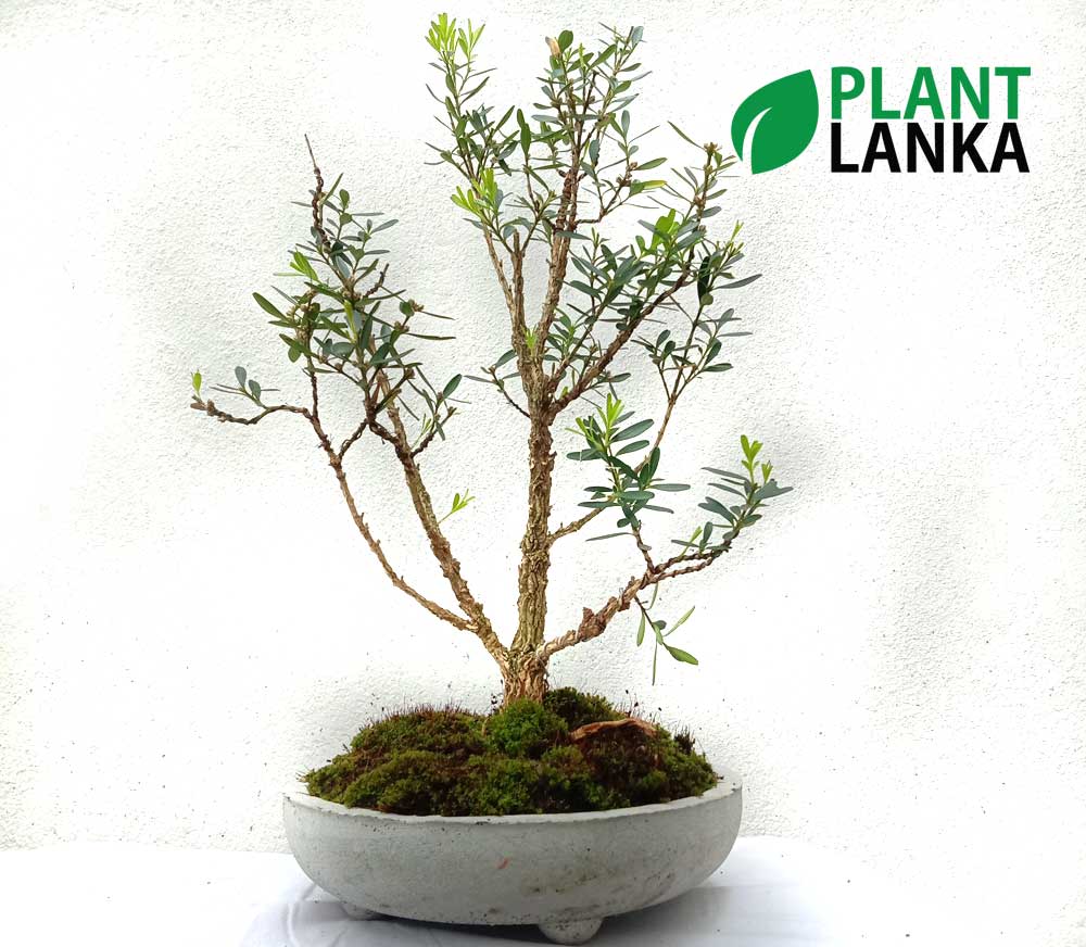 Boxwood Bonsai Plant ( 5 to 6 years old)