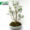 Boxwood Bonsai Plant ( 5 to 6 years old)