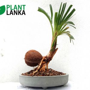 Coconut Bonsai tree ( 2 to 3 years old)