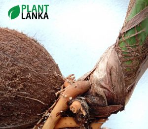 Coconut Bonsai tree ( 2 to 3 years old)