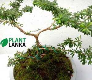 Bluebell bonsai plant (4 to 5 years old) Blooms a purple color flower.