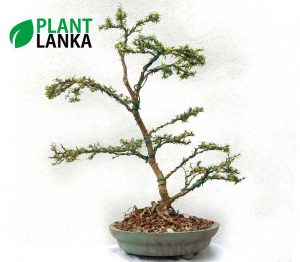 Bonsai plants delivery in Sri Lanka - This is a trained Bluebell Bonsai in upright style