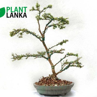 Bonsai plants delivery in Sri Lanka - This is a trained Bluebell Bonsai in upright style