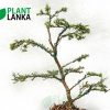 Bonsai plants delivery in Sri Lanka - This is a trained Bluebell Bonsai in upright style