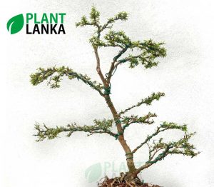 Bonsai plants delivery in Sri Lanka - This is a trained Bluebell Bonsai in upright style