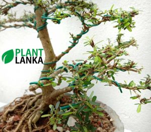 Bonsai plants delivery in Sri Lanka - This is a trained Bluebell Bonsai in upright style