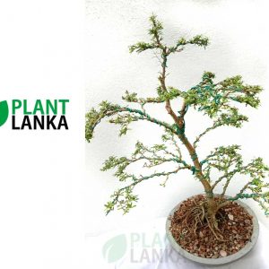 Bonsai plants delivery in Sri Lanka –  This is a trained Bluebell Bonsai in upright style