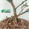 Bonsai plants delivery in Sri Lanka - This is a trained Bluebell Bonsai in upright style