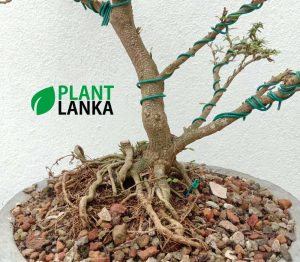 Bonsai plants delivery in Sri Lanka - This is a trained Bluebell Bonsai in upright style