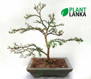 Best bonsai plants for sale in sri lanka - This is a bluebell bonsai plant