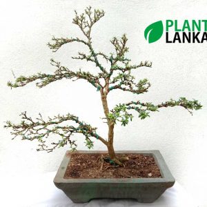 Best bonsai plants for sale in sri lanka - This is a bluebell bonsai plant