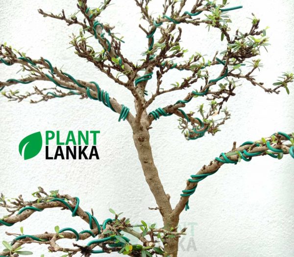 Best bonsai plants for sale in sri lanka - This is a bluebell bonsai plant