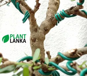 Best bonsai plants for sale in sri lanka - This is a bluebell bonsai plant